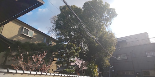 お寺の大きなクスノキを落ち葉対策のため強剪定　大阪市住吉区前