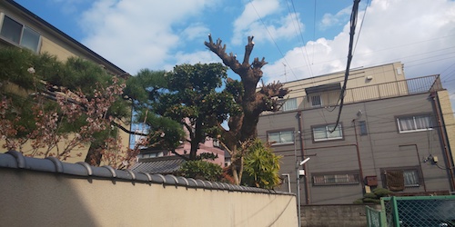 お寺の大きなクスノキを落ち葉対策のため強剪定　大阪市住吉区後
